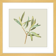 Olive Grove 04
