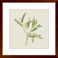 Olive Grove 04