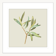 Olive Grove 04