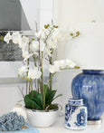 Orchid R/Touch in White Pot Silver Rim
