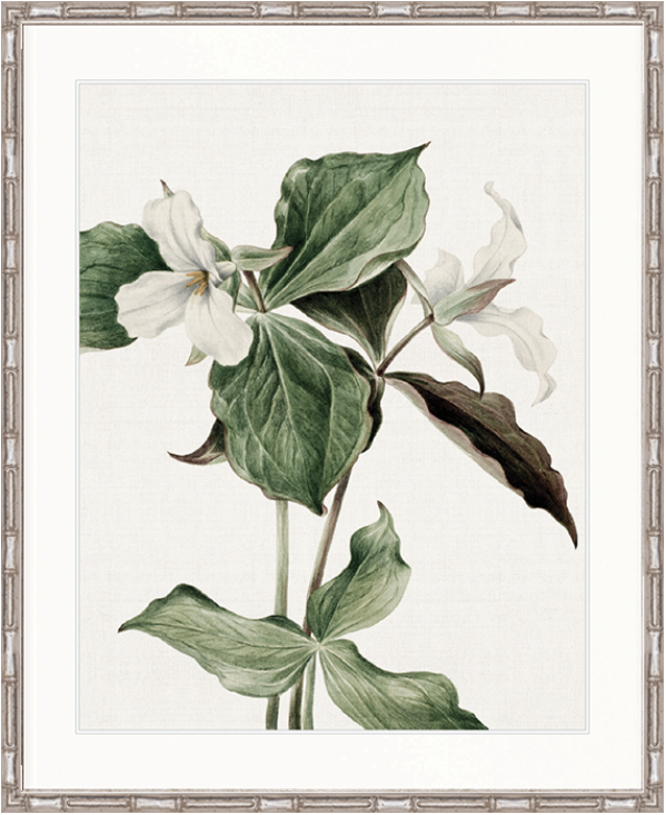 Phillipson Floral III