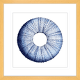 Urchin Shell Print #01