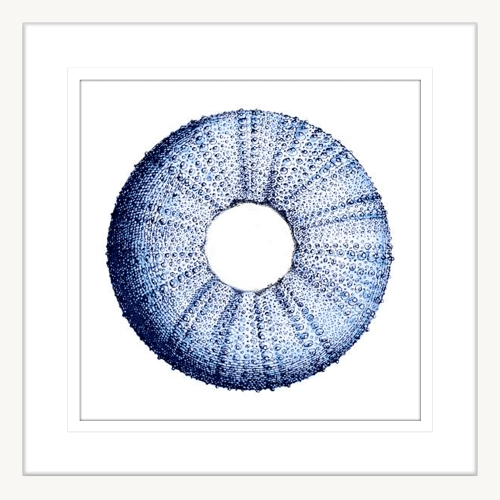 Urchin Shell Print #01