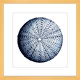 Urchin Shell Print #02