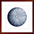 Urchin Shell Print #02