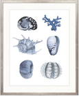 Seashell Collage VIII