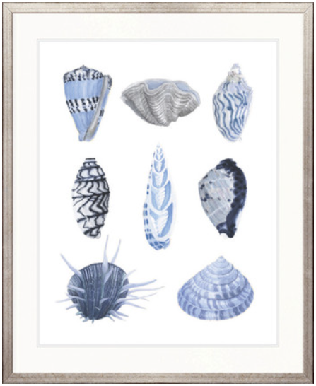 Seashell Collage VII