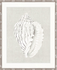 Shell on Linen VI