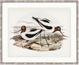 Vintage Waterbird IX