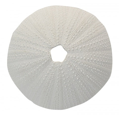 White poly sea urchin coral decorative ornament with textured coastal finish