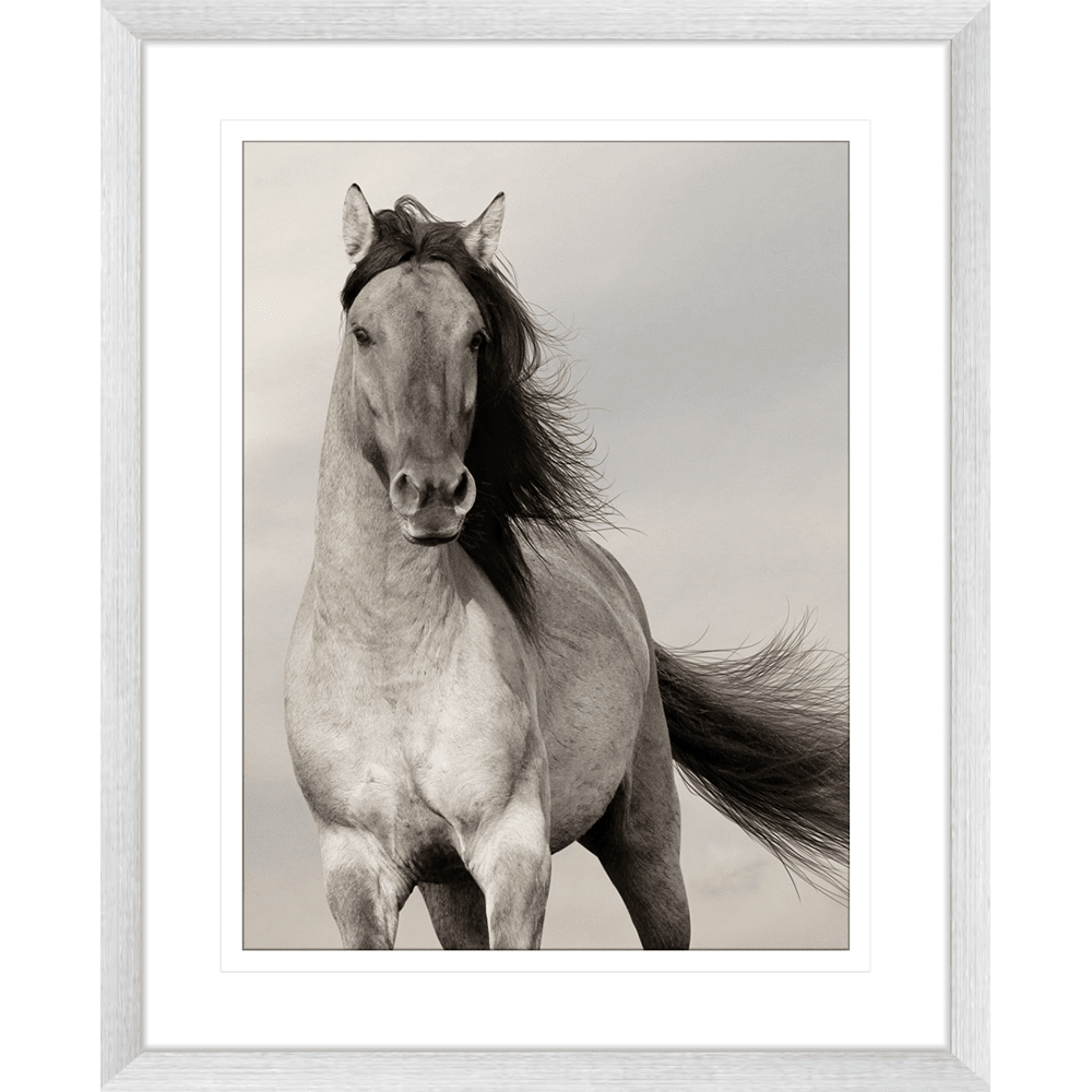 Austin Horses #10