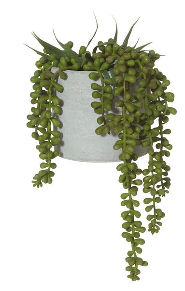 String of Pearls in Cement Pot