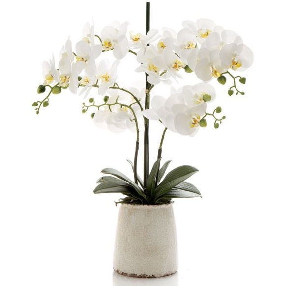 Orchid in Ivory Pot 60cm