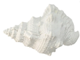 White Poly Sea Snail Shell