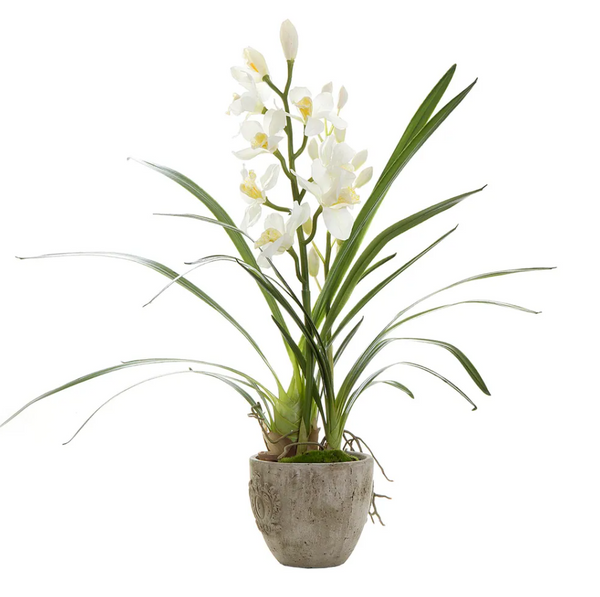 Cymbidium Orchid in Pot