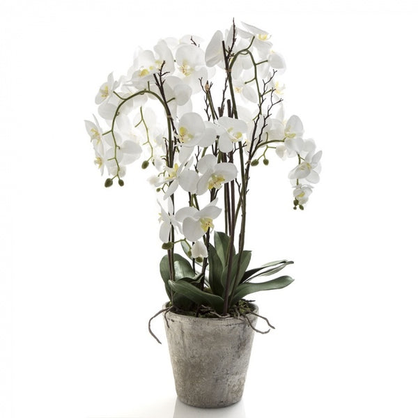 Orchid Phal Large in Terracotta Pot White