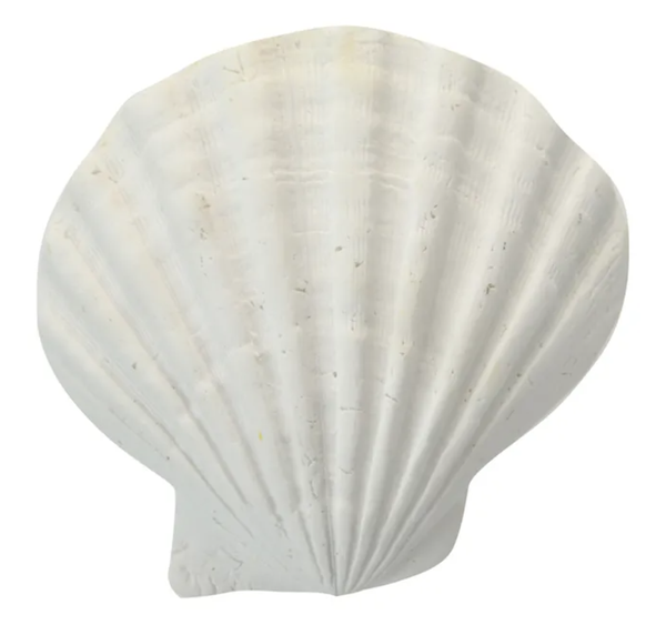 White Poly Sea Shell