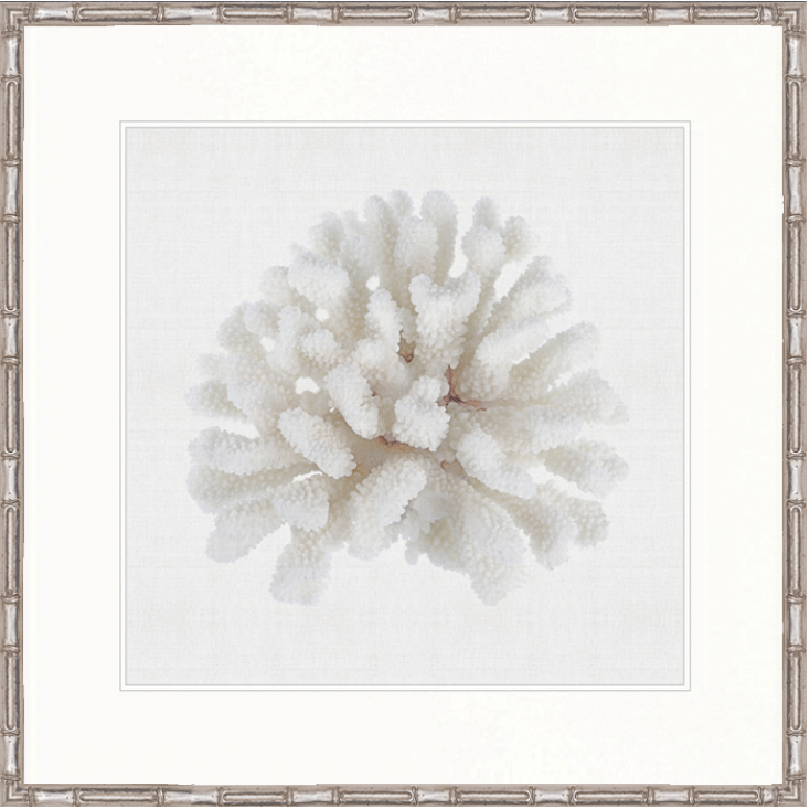 Fanciful Coral I