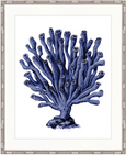 Indigo Coral Splendour XI Framed Print