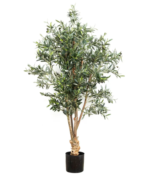 Olive Tree 1.5 Meter