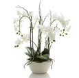 Orchid R/Touch in White Pot Silver Rim