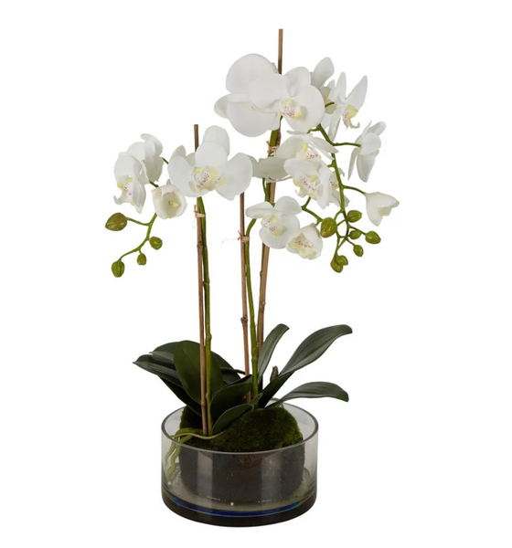 Orchid in Round Glass Vase White