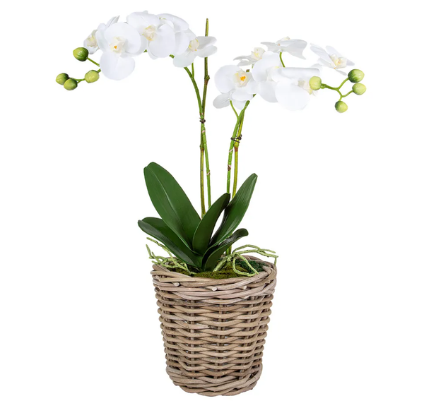 Phalaenopsis and Leaf in Basket Large