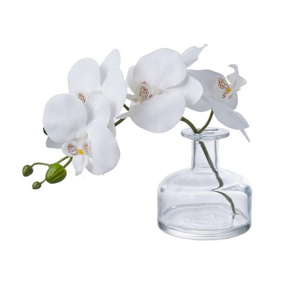 Phalaenopsis in Glass Vase White