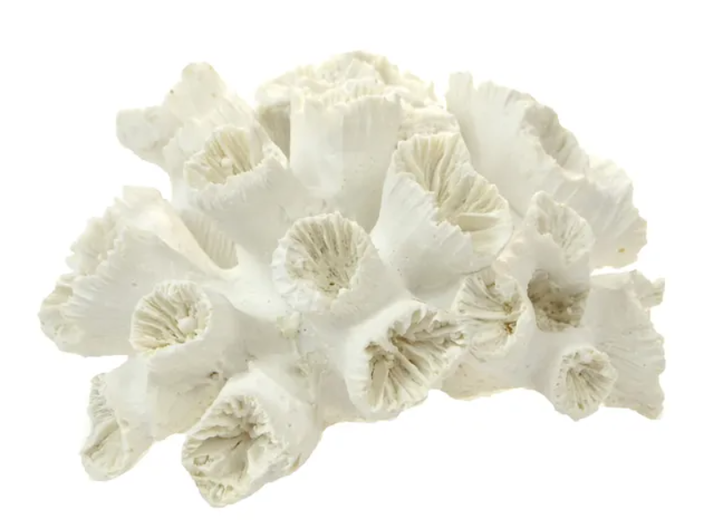Stony Coral Resin Sculpture